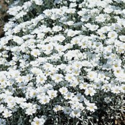 Cerastium tomentosum snow in - tomentosum,