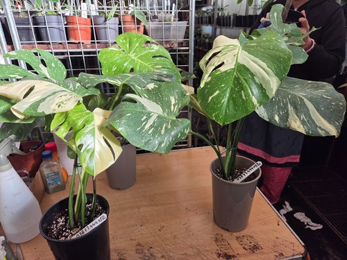 Monstera thai constillation - monstera,