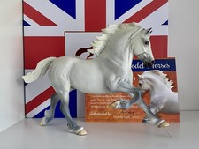 Copperfox Percival Welsh Cob