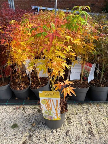 Acer palmatum hoo japanese - bi-hoo,