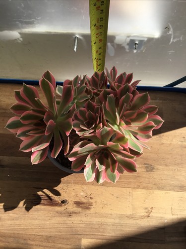 Aeonium goodness - aeonium,
