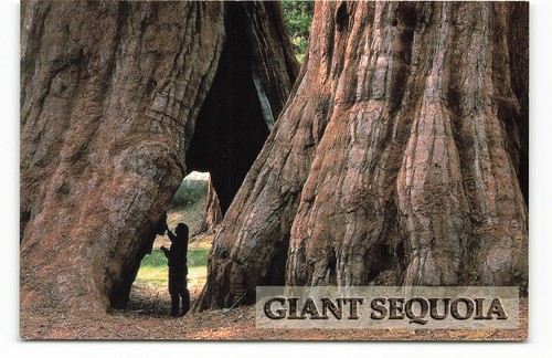 Postcard giant sequoia sierra - postcard,