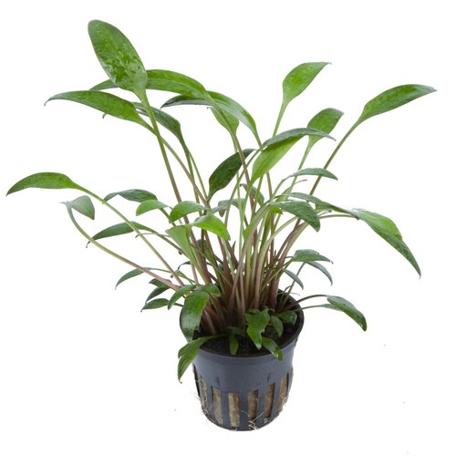 Cryptocoryne willsii tropica - willsii,