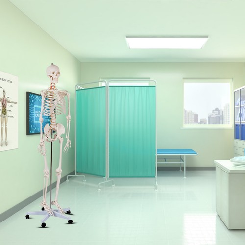 Human skeleton model for - model,