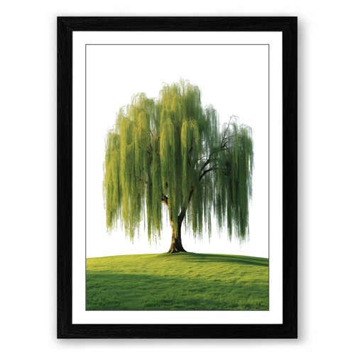 Weeping willow botanical - willow,