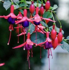 Fuchsia (Magellanica) HARDY - Plant 5 Litre Pot - UK SELLER GROW Perennial 