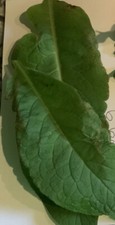 3 x Russian comfrey Plant