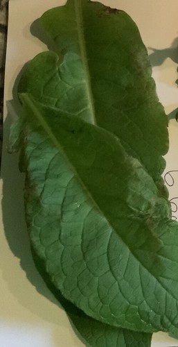 Russian comfrey plant - x,