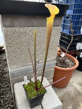 Sarracenia H136 S alata x