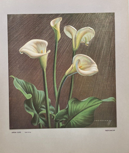 Vladimir tretchikoff rare - vladimir,