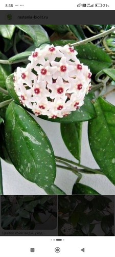 Hoya carnosa small - carnosa, plant)