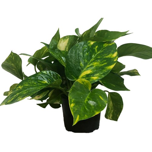 Golden pothos live - plant, in