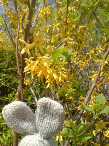 One forsythia plant least - one,