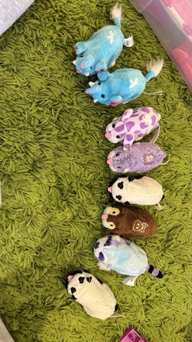 Zhu pets hamster - zhu,