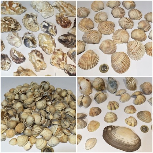 Sea shells natural - shells,