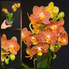 Phalaenopsis "Indian Summer"