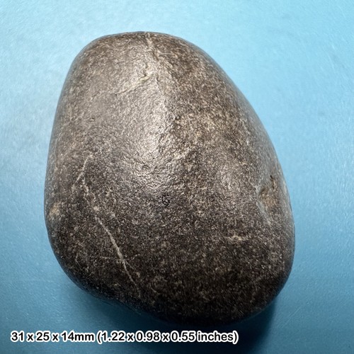 Ichthyosaur coprolite fossil - ichthyosaur,