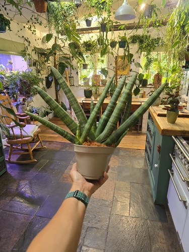 Huge sansevieria handshake - huge,