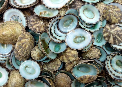 Green limpet seashells - green,