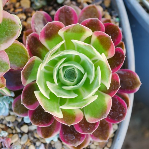Aeonium pink witch - aeonium, variegated