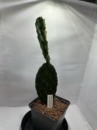 Prickly pear cactus opuntia - pear, (opuntia