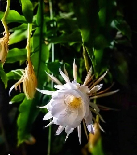 Epiphyllum oxypetalum queen - oxypetalum, of