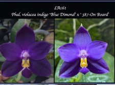 Rare Phalaenopsis violacea indigo ‘Blue Dimond’ x ‘ 387-On Board’, FRAGRANT