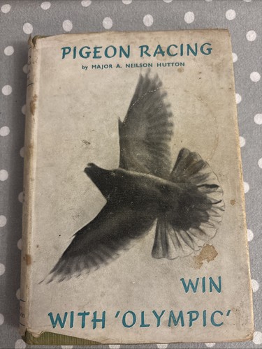 Pigeon racing win with - pigeon, olympic