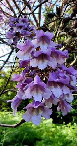 Paulownia tomentosa 500 seeds - tomentosa,