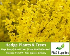Forsythia Spectabilis native bare root hedge whips hedging plants 3ft 90cm tall