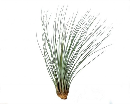 Tillandsia airplant juncea - airplant,