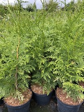 10X CONIFER TREES THUJA