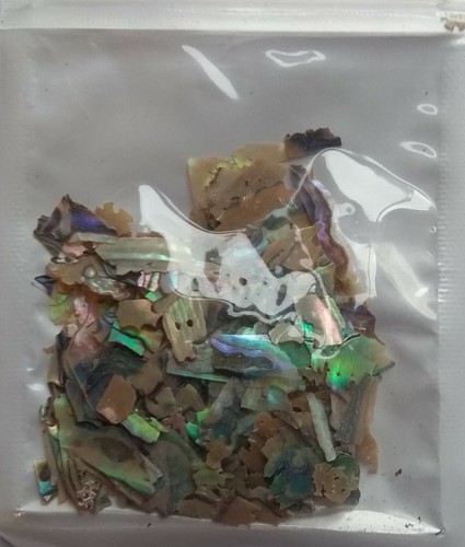 Paua green abalone shell - abalone,