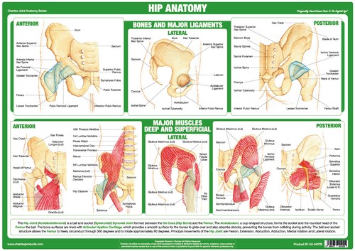 Hip anatomy poster showing - anatomy,
