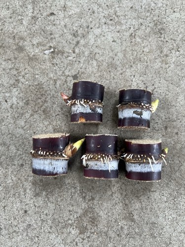 5pcs purple sugarcane - 5pcs,