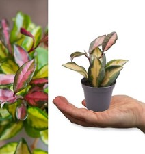 2 x Hoya carnosa Tricolour in 6cm Pots - Mini Indoor Plants - Variegated Foliage