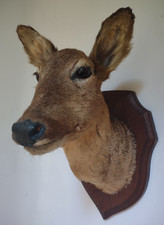 TAXIDERMY ROE DEER MOUNTED