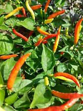 Piri Piri Chili - Peri Peri - African Bird's Eye - 5+ seeds - Samen - Ch 241