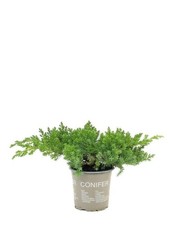 Juniper procumbens Nana 9cm