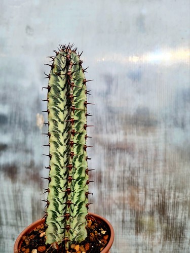 Euphorbia confinalis ssp