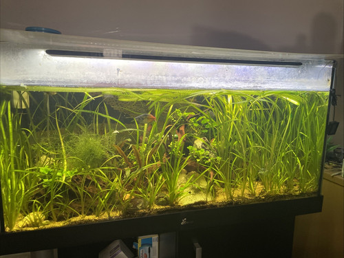 Diversea 200l fish - diversea, tank