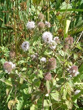 Water Mint Mentha Pulegium Penny Royal LIVE Plant Aquatic Pond Marginal Bog
