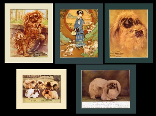 Pekingese toy dog mounted - pekingese,
