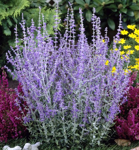Perovskia blue spire - spire', /