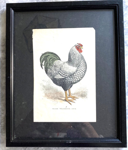 C1904 antique poultry - poultry, chicken