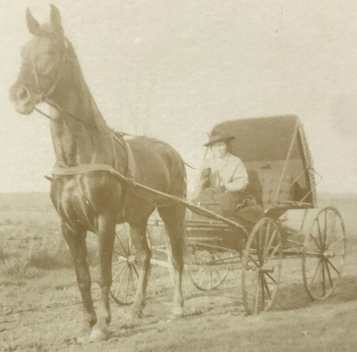 Antique vtg rppc photo horse - photo,