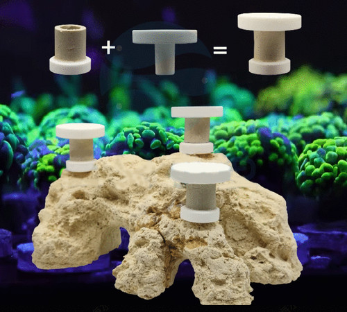 Movable coral frag - coral,