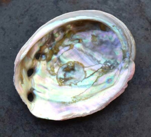 Abalone shell natural paua - shell,