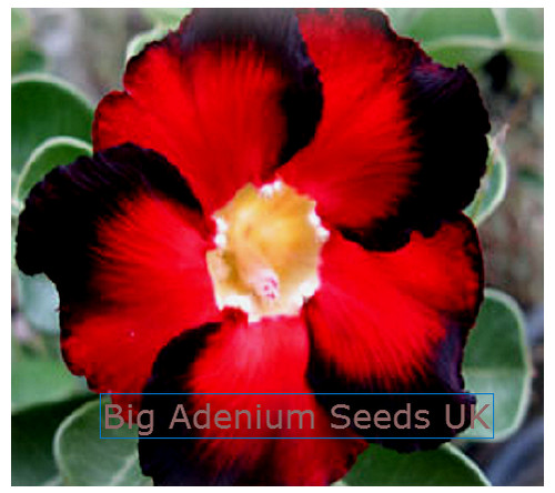 Adenium obesum seeds - obesum, hip