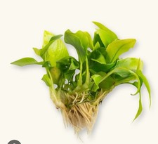 2x Anubias nana golden